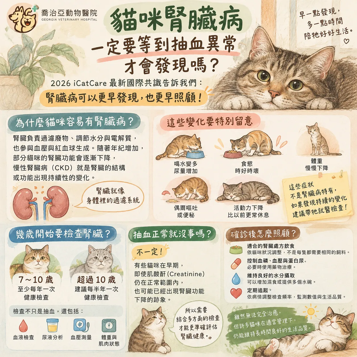 貓咪腎臟健康早期照護指南，說明熟齡健檢、早期徵兆與居家照護