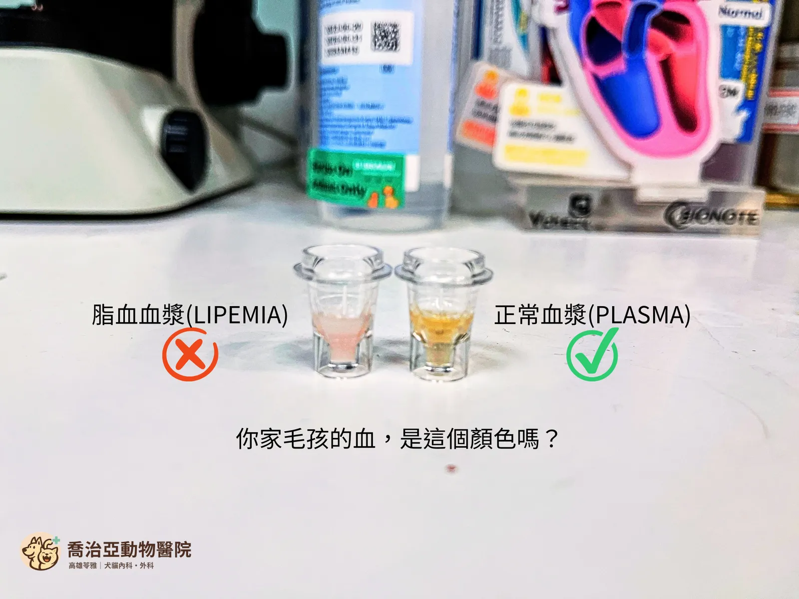毛孩抽血出現乳白色血漿？認識寵物脂血症（Lipemia）