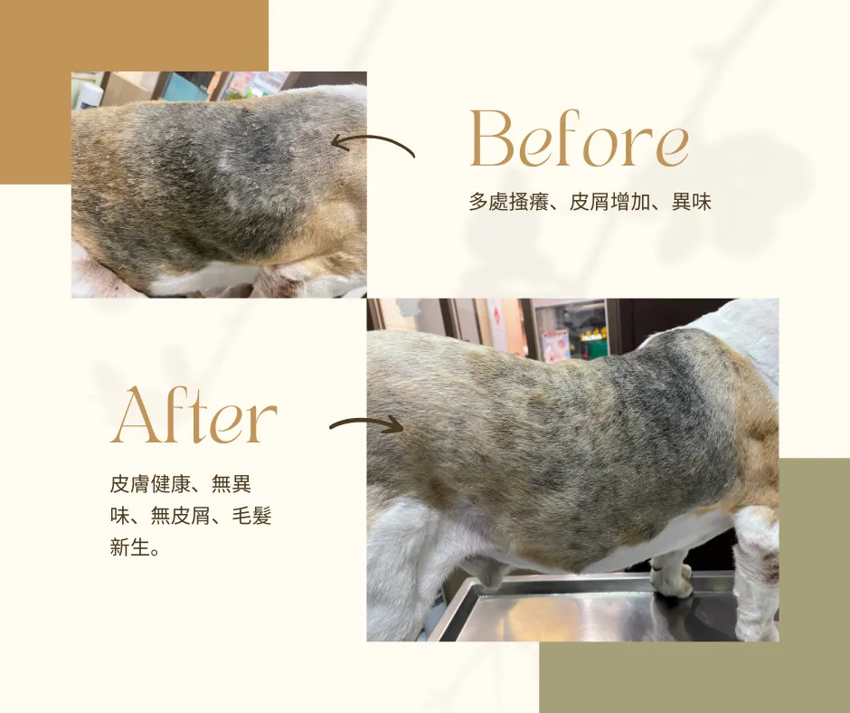 狗狗皮肤前后对比拼图:上方Before见皮肤发黑、增厚、掉毛;下方After毛发恢复更均匀。米色背景,含Before/After及中文说明。