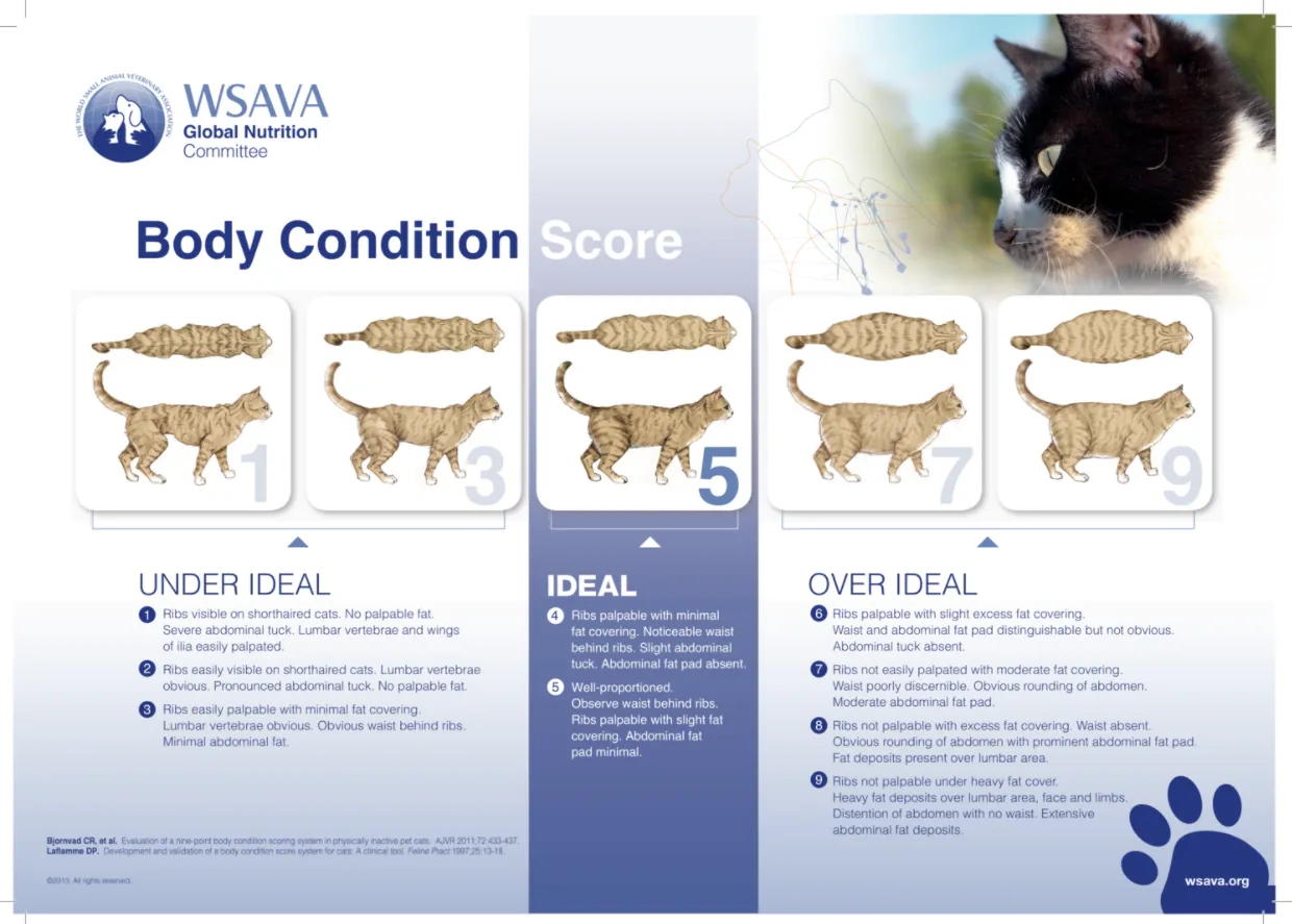 WSAVA 貓體態評分參考圖