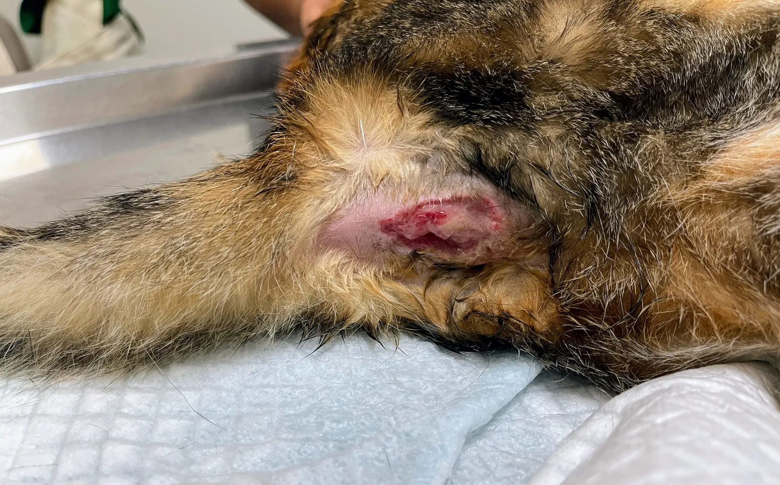 貓咪肛門腺破裂怎麼辦？症狀、預防與治療全解析｜喬治亞動物醫院