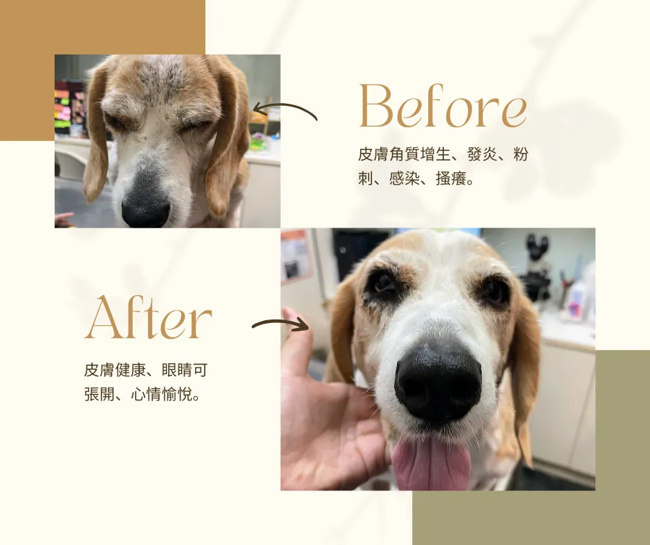 對比圖：狗狗治療皮膚前後。上方 Before 顯示眼瞼紅腫、皮膚角質與粉刺；下方 After 狗被人撫摸，眼神明亮、吐舌微笑，背景為診療台與室內。
