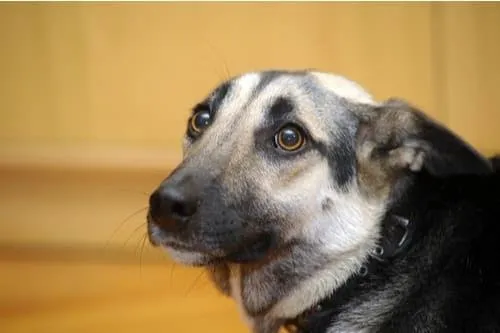 緊張的狗 stressful dog