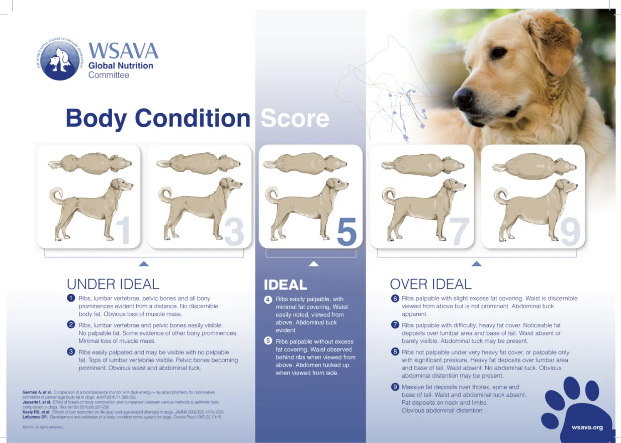 WSAVA 犬體態評分參考圖