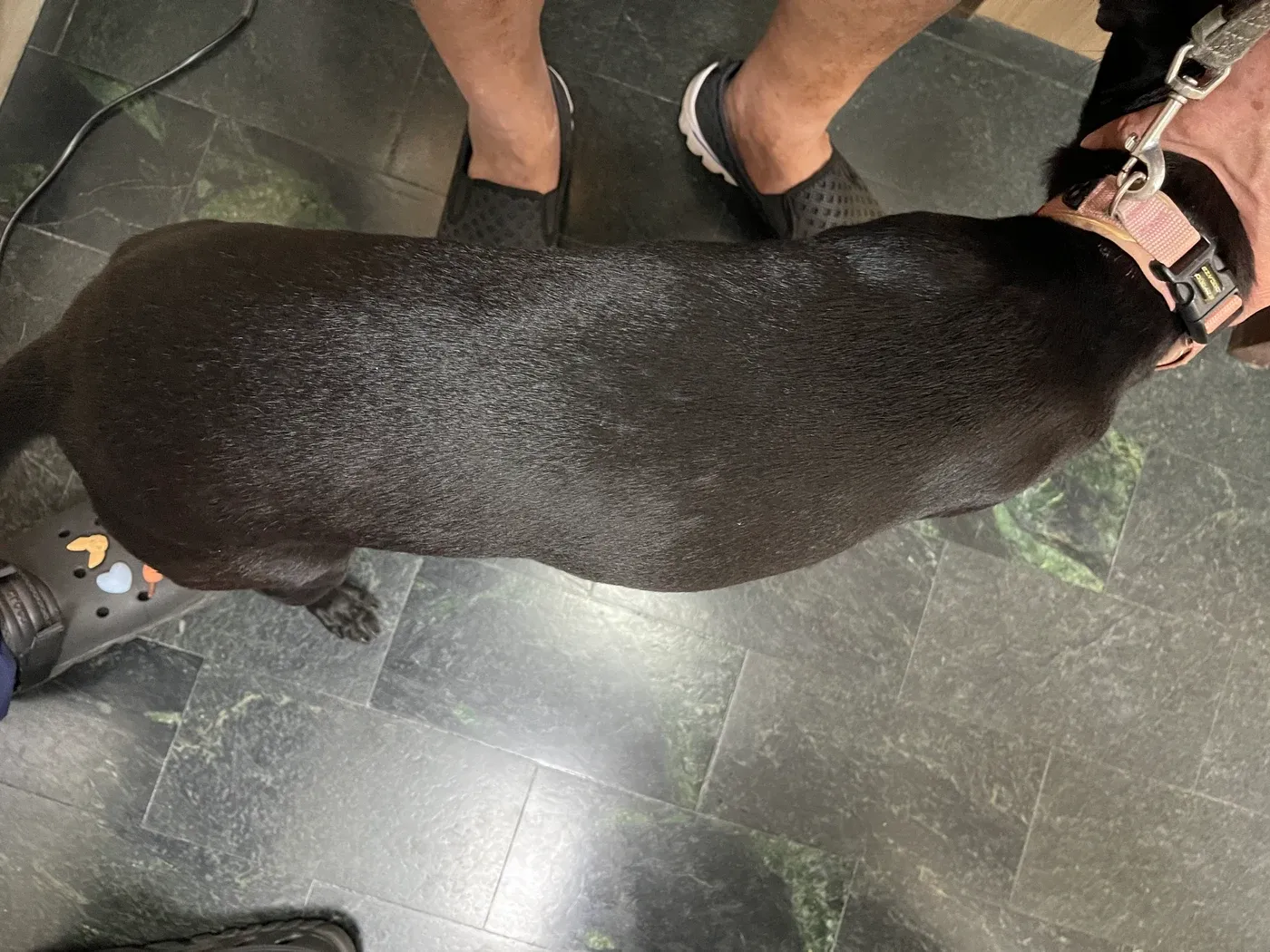 不具名米克斯犬皮癬菌病例：治療後｜背部整體被毛外觀，明顯皮屑較治療前減少。