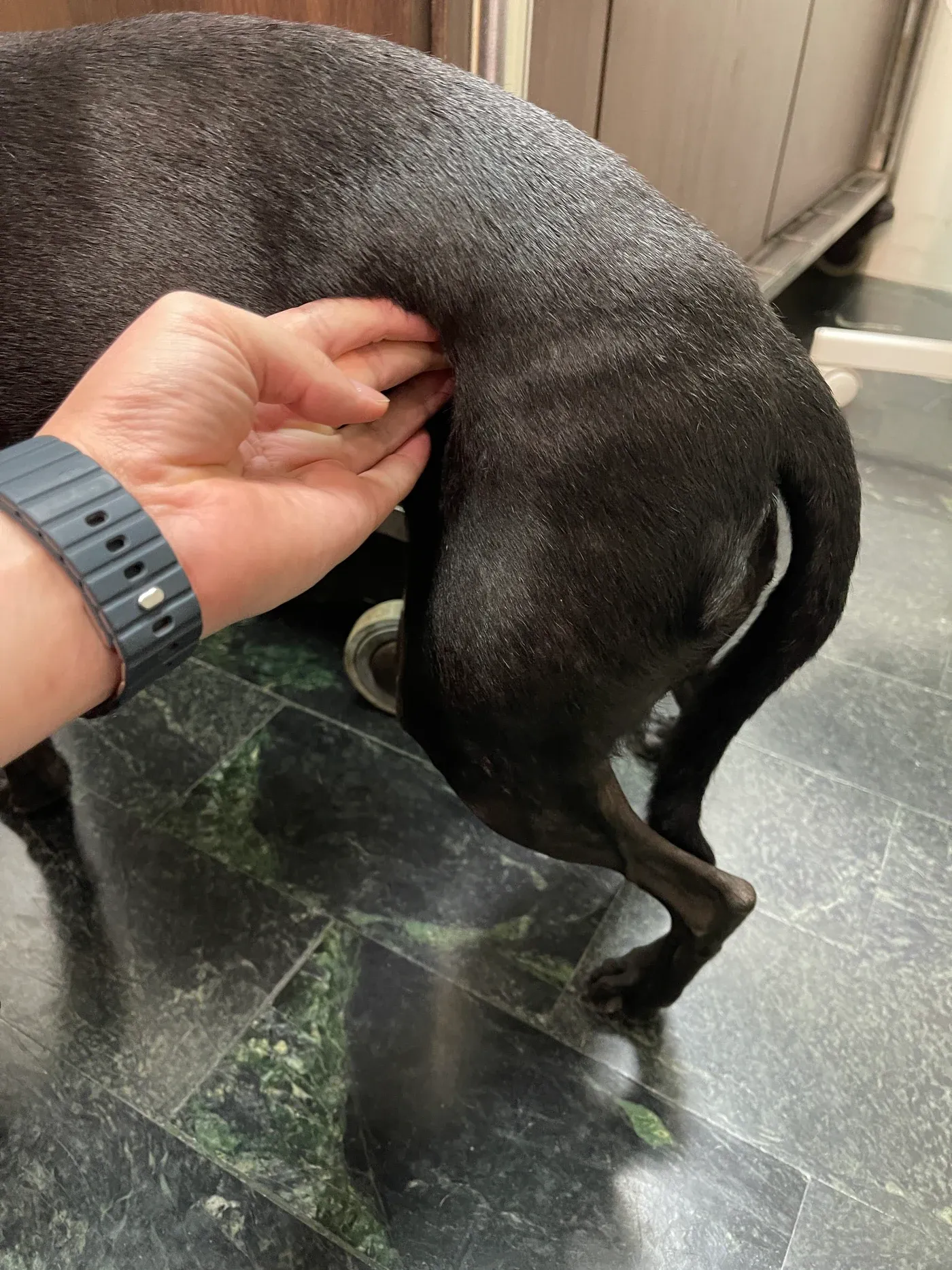 不具名米克斯犬皮癬菌病例：治療後｜左側後肢與臀部，原本稀疏區的毛髮逐漸長回。