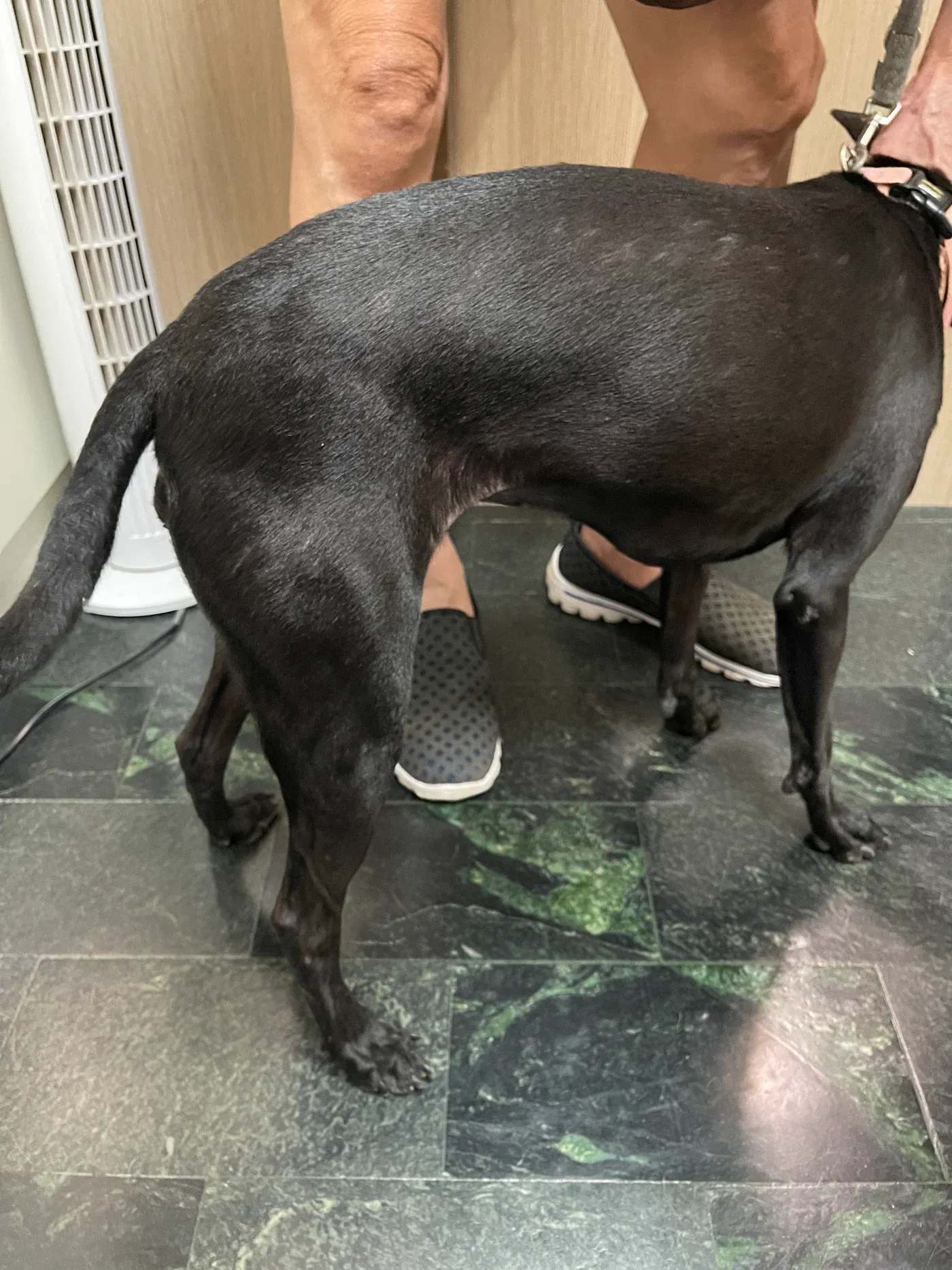 不具名米克斯犬皮癬菌病例：治療後｜右側軀幹與後肢，毛髮覆蓋較完整。