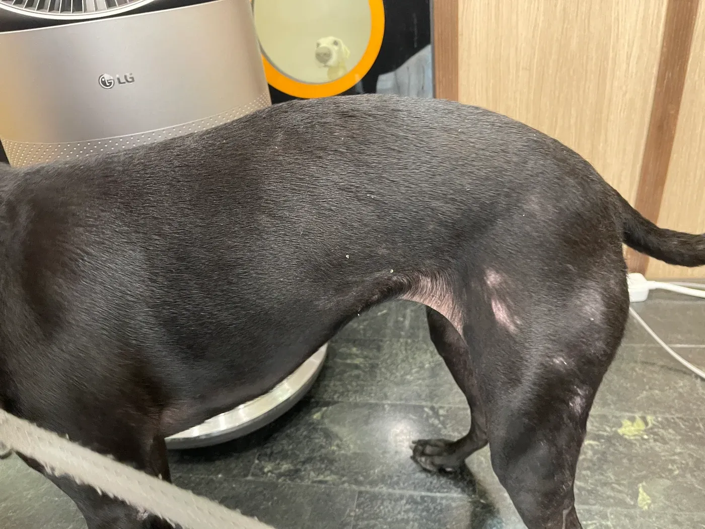 不具名米克斯犬皮癬菌病例：治療前｜左側軀幹與後肢，可見多處脫毛及散在皮屑。