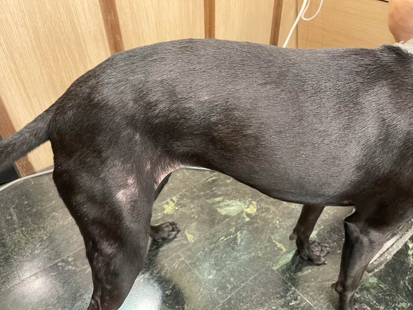 不具名米克斯犬皮癬菌病例：治療前｜右側臀部及後肢，可見不規則的毛髮稀疏區。