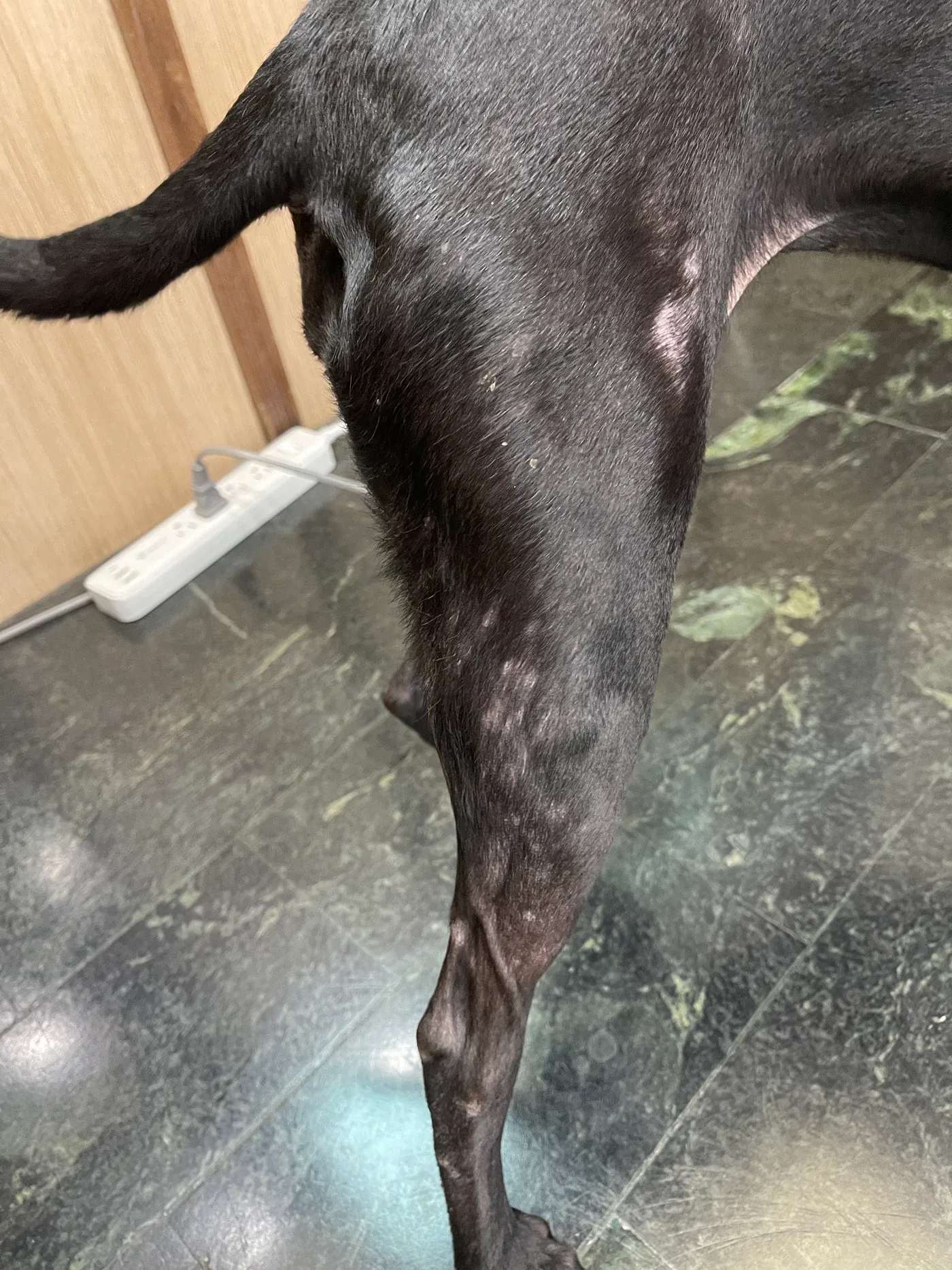 不具名米克斯犬皮癬菌病例：治療前｜右後肢局部可見多處毛髮稀疏、脫毛與皮屑。