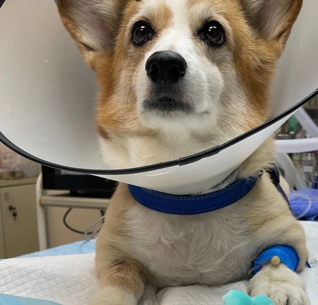 戴著頭套的柯基犬,作為不具名團塊切除案例封面